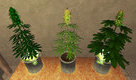 Screenshot thumb 2 of Weed Shop 2